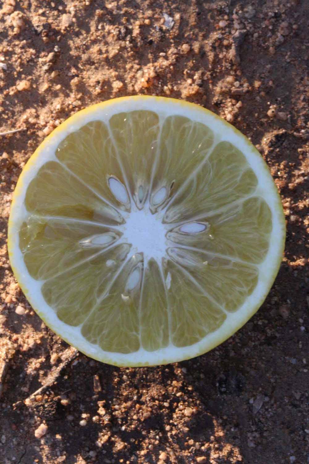              Fruit cross-section (Riverside, CA)       